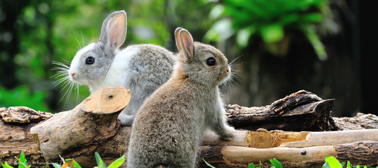 Absolutely NO Animal Testing